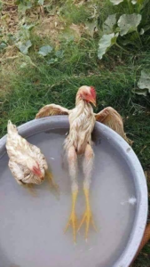 Chickenssoak